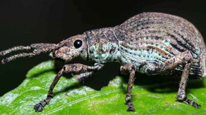 Is a weevil a Beetle