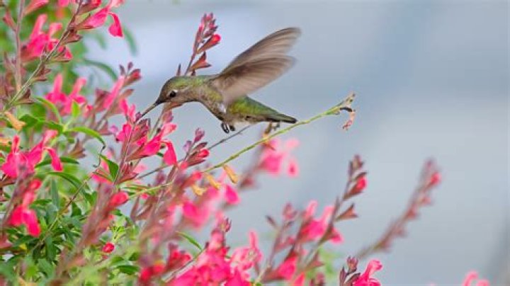 Is agave nectar safe for hummingbirds