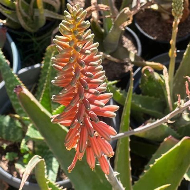 Is Aloe Barbadensis safe