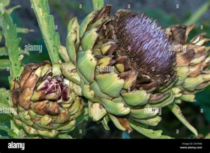 Is Artichoke thistle edible
