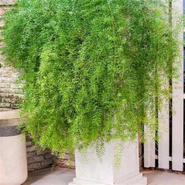 Is asparagus fern a true fern