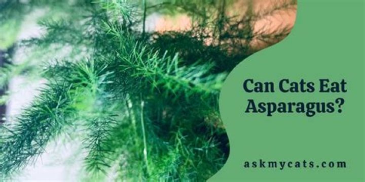 Is asparagus fern toxic to cats