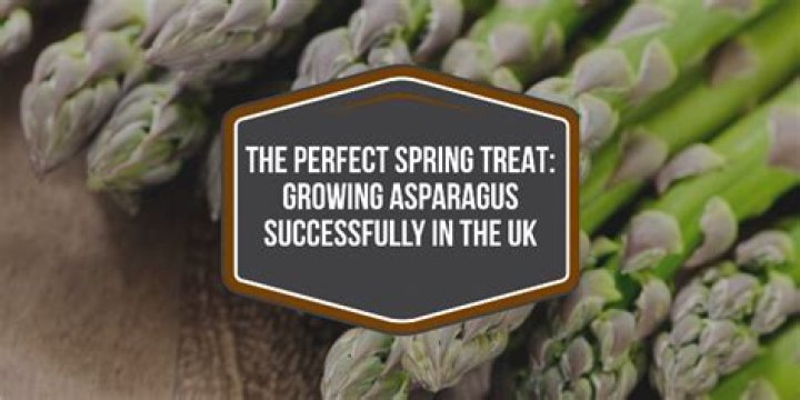 Is asparagus grown in the UK