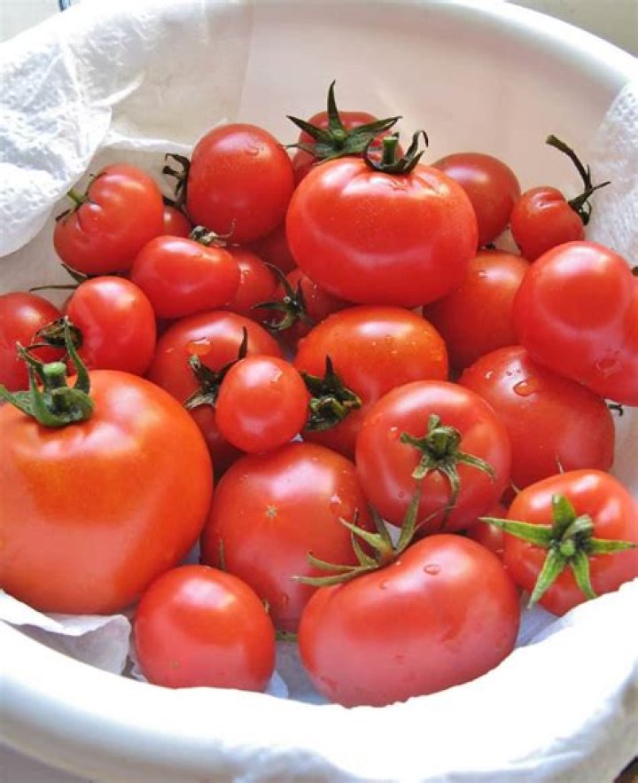 Is August too late to plant tomatoes
