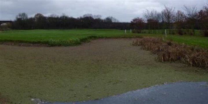 Is Azolla invasive