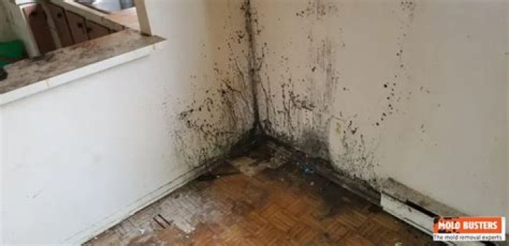 Is black mold in an apartment legal
