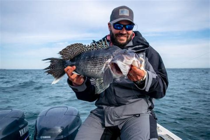 Is black sea bass good for you