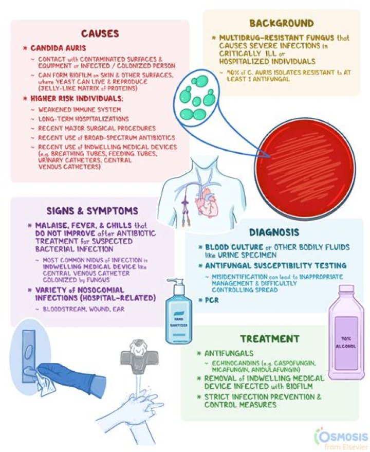 Is Candida an STD
