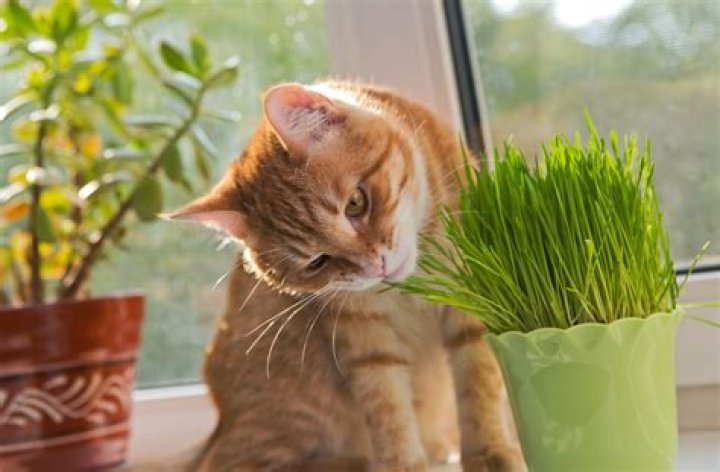 Is cat grass good for your cat