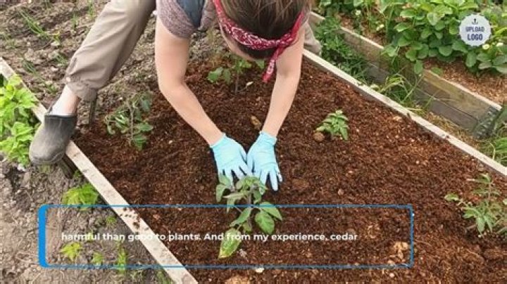 Is cedar mulch bad for plants