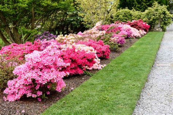 Is cedar mulch good for azaleas
