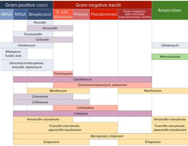Is chloramphenicol Gram positive or negative