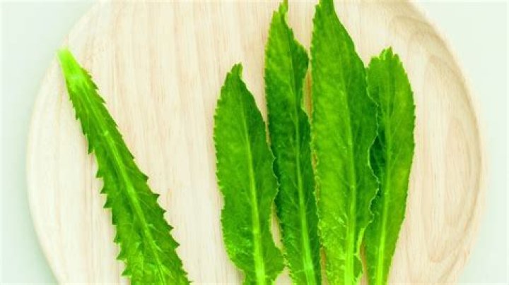 Is Culantro the same as epazote