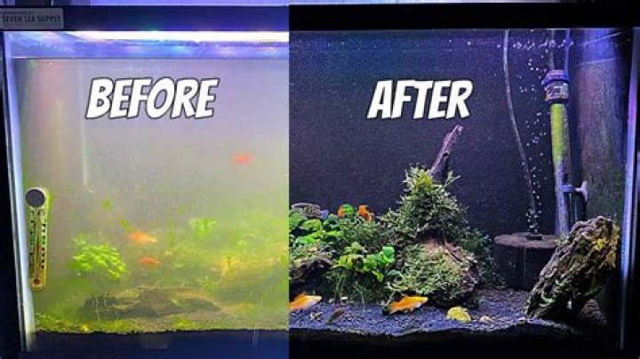 Is dirty water bad for fish