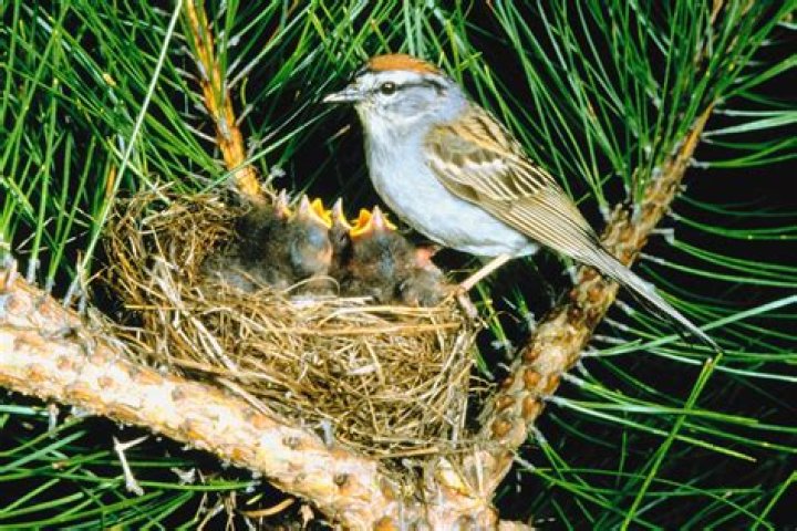 Is dog hair bad for birds