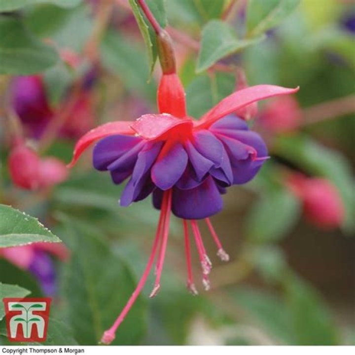 Is Dollar Princess fuchsia Hardy