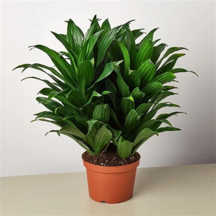 Is Dracena a good indoor plant