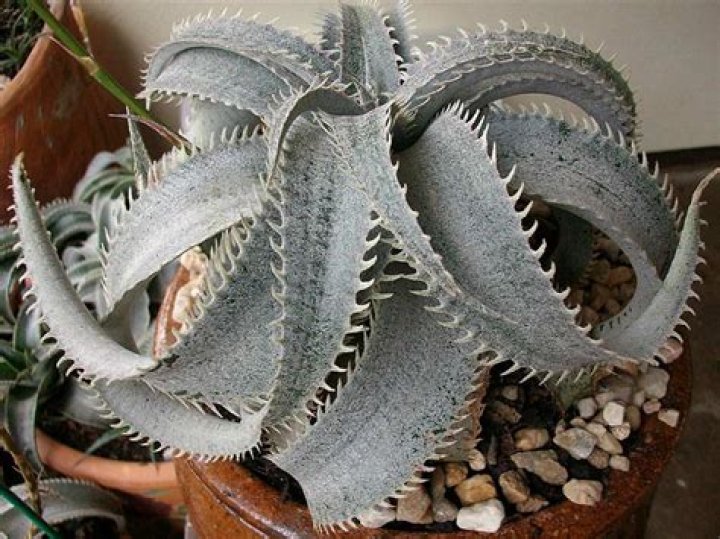 Is Dyckia a succulent