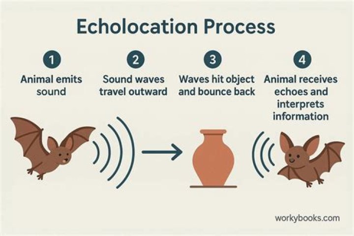 Is echolocation a sense