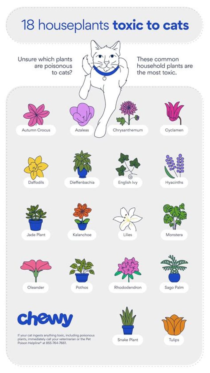 Is Florida beauty toxic to cats