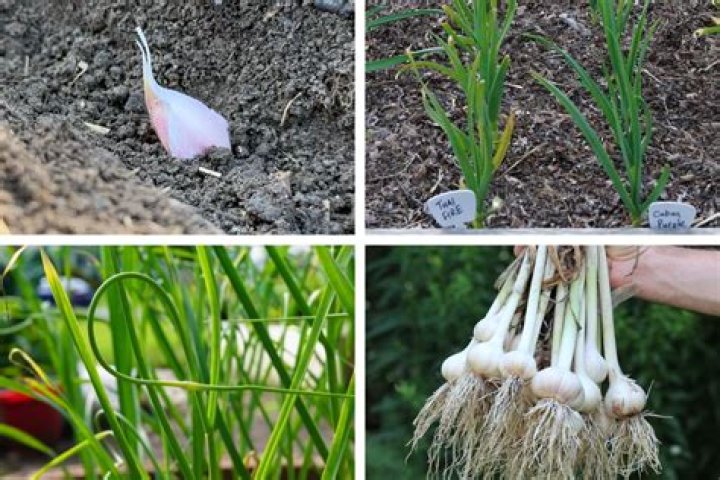 Is garlic grown in the ground