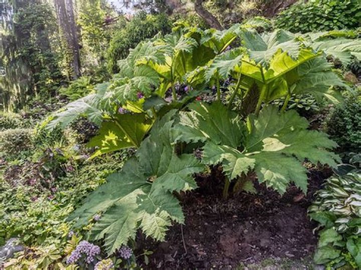 Is Giant rhubarb poisonous