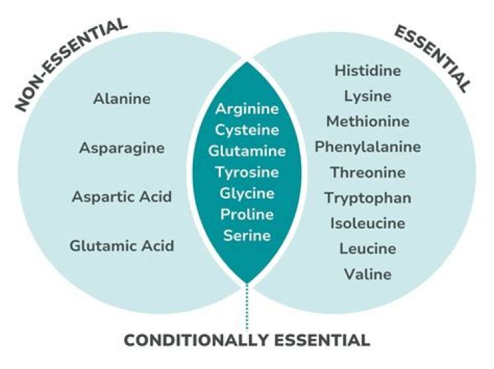 Is glutamate a non essential amino acid