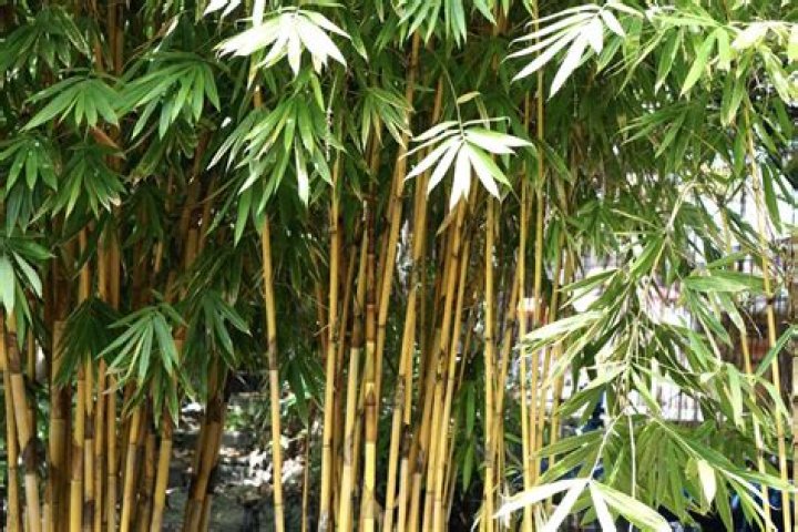 Is golden bamboo evergreen