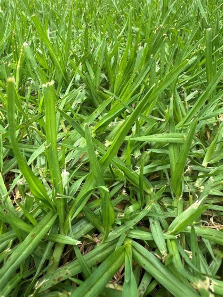 Is grass OK for rabbits