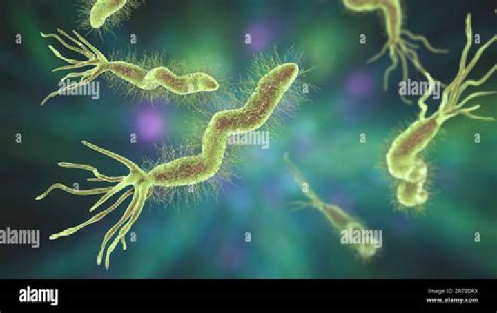 Is H pylori Gram negative