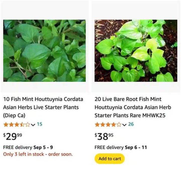 Is Houttuynia Cordata edible