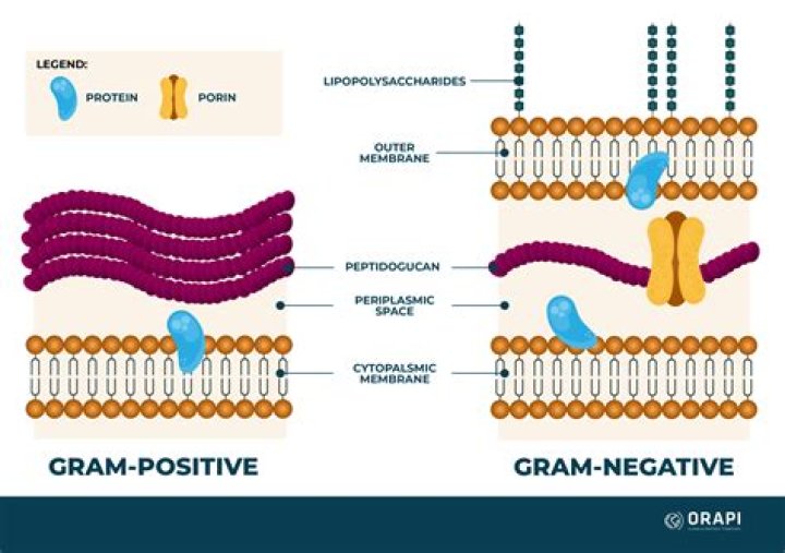 Is impetigo Gram positive or negative