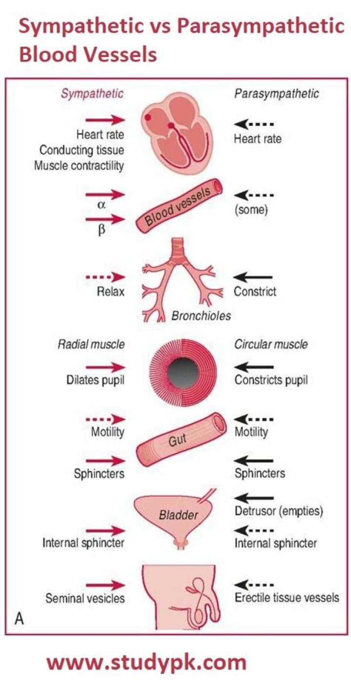 Is increased blood pressure sympathetic or parasympathetic