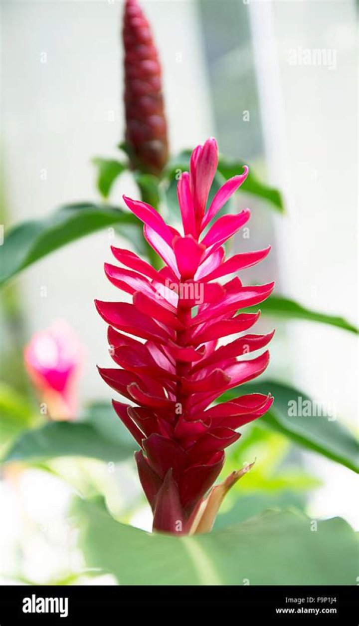 Is Indian Head ginger edible