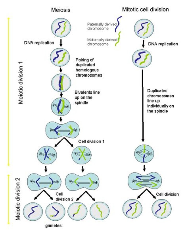 Is Interphase the same in mitosis and meiosis
