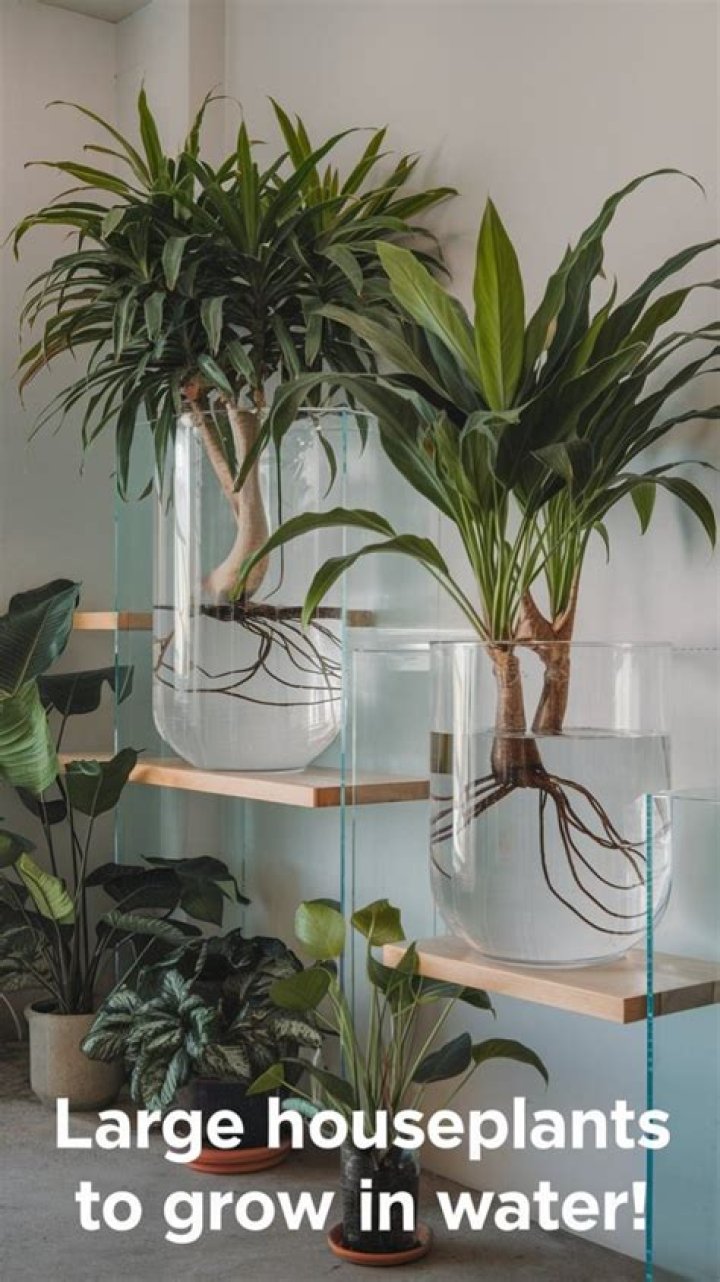 Is it bad to water house plants at night