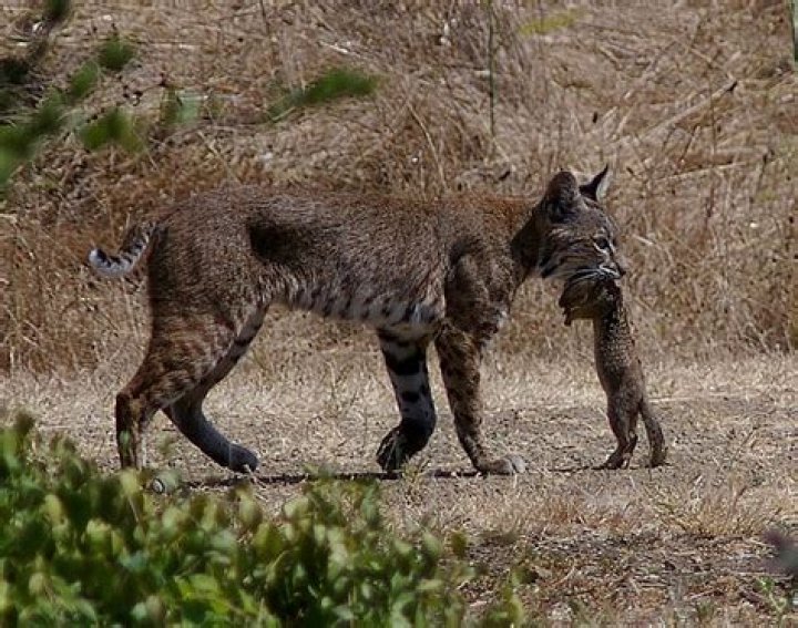 Is it illegal to kill a bobcat in California