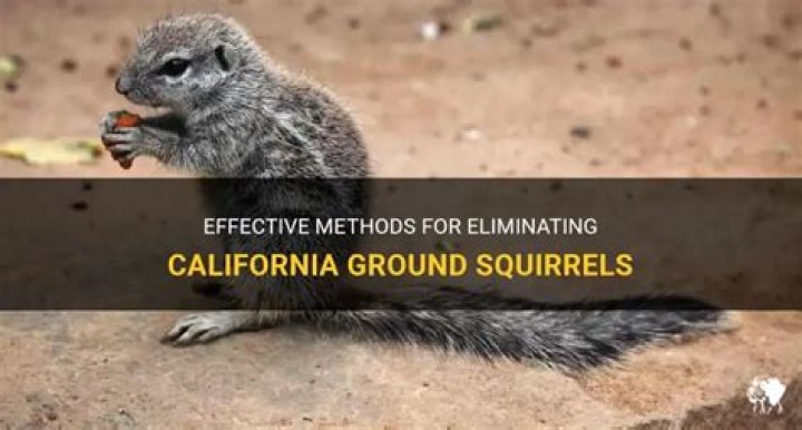 Is it legal to kill ground squirrels in California