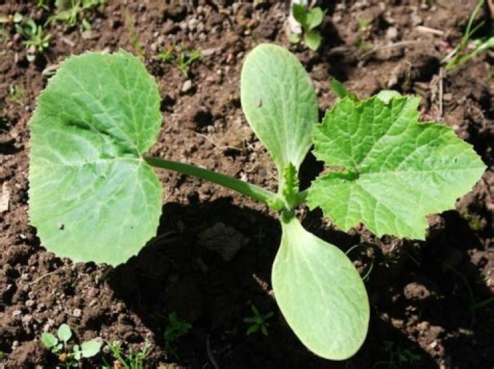 Is it OK to cut off courgette leaves