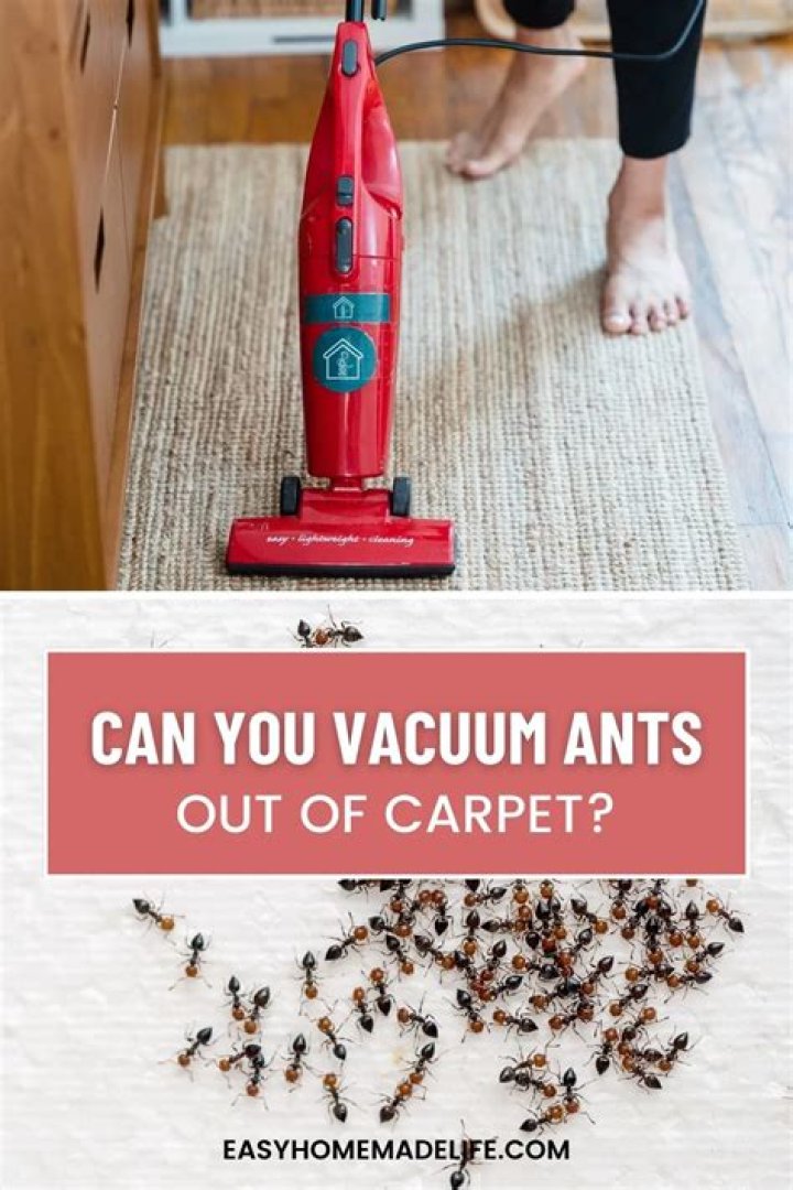 Is it OK to vacuum ants