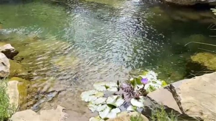Is it safe to swim in farm ponds