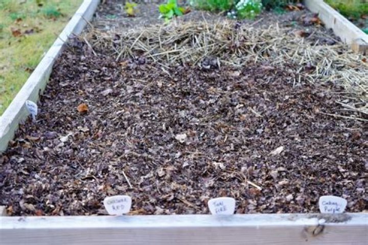 Is it safe to use manure in a vegetable garden
