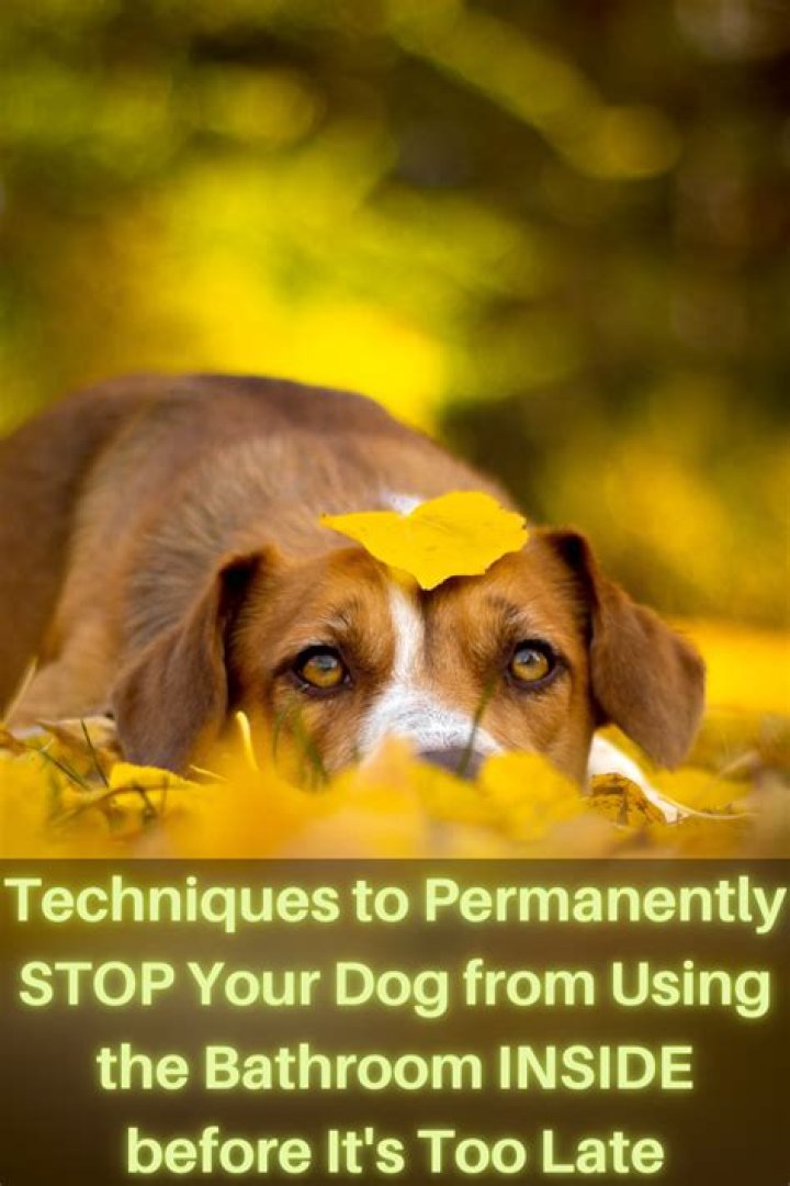 Is it too late to house train my dog