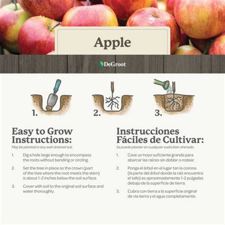 Is it too late to plant apple trees