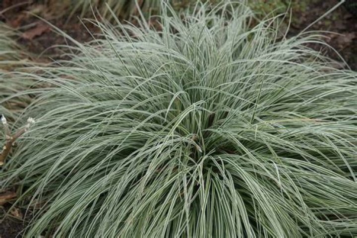 Is Japanese sedge a perennial
