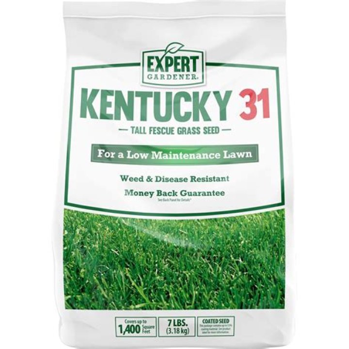 Is Kentucky 31 Good for lawns
