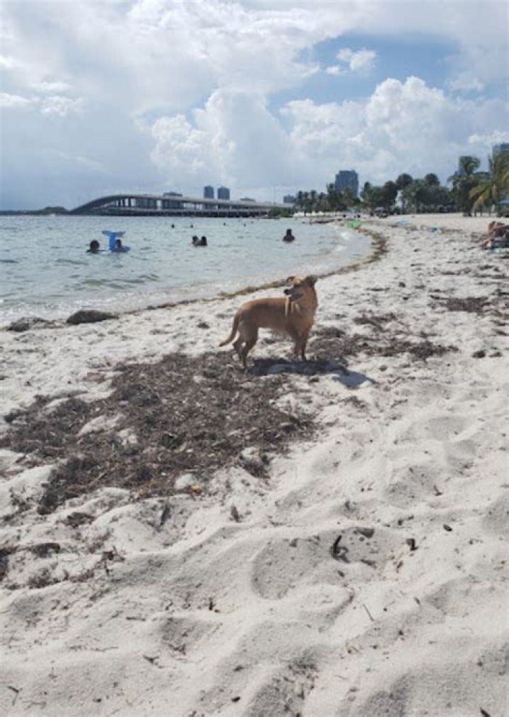 Is Key Biscayne Beach Dog Friendly