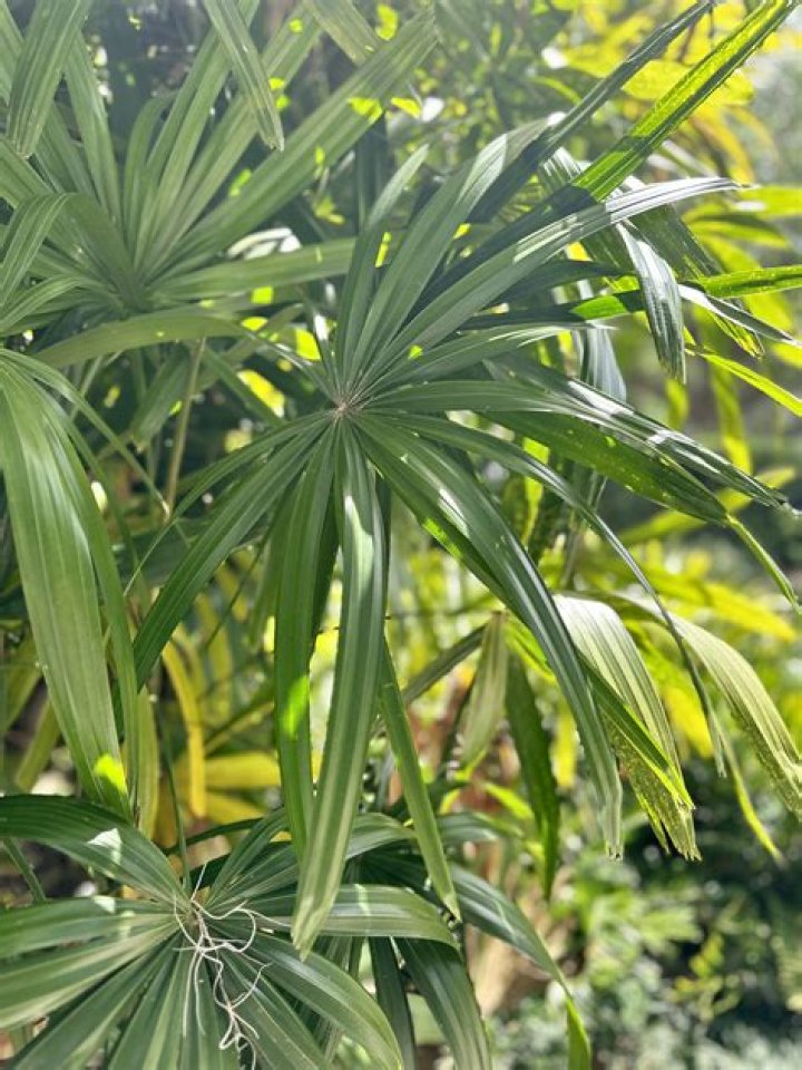 Is Lady Palm safe for cats