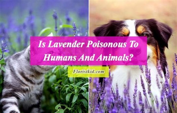 Is Lavender toxic to humans