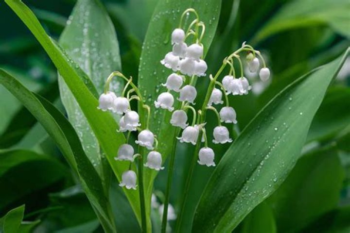 Is Lily of the Valley invasive